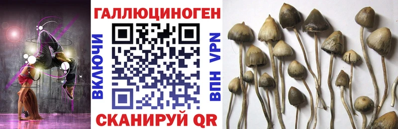 Купить закладки  Малоярославец  Галлюциногенные грибы Cubensis 